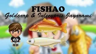 Fishao // Goldcarp 5★ & Inlecypris Jayarami 5★