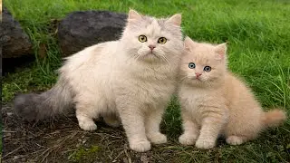 Peaceful Walk with a Beautiful Mother Cat Family in the Forest 🐱 | Sweet Outdoor Moments