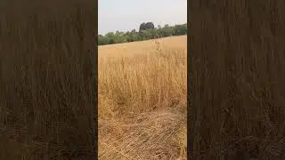 Title Clear N.A. plot only 2 km. From Vangaon Station,15 km. From Vadhvan Port @5 lacs Per Guntha