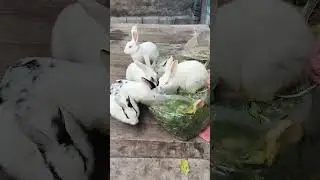 lavely babies #rabbit #farming #pets #khargoshkokyakhilaye