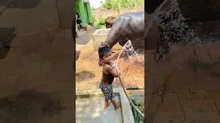 choti choti gaiya tythy hg #love #song #funny