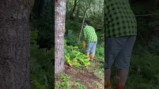 Gardening in the rain #shorts #offgridfarm #offgrid
