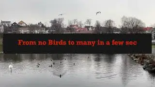 Walking whith Swans Down the Birdwater to Pigeons - my happy Baby Seagull follows me 