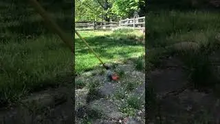 Weed Dragon - Fun way to get rid of weeds #shorts #weeddragon #weeds #torch
