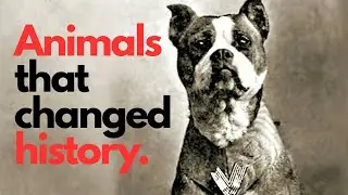 The Most Legendary Animals Who Went to War