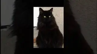 Pretty Cats 😍
