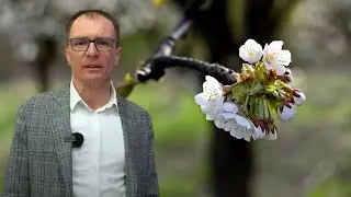 Murarka jest niezbędna dla uprawy czereśni - Paweł Pączka, Galster