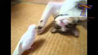 Cute animals waking each other up   Funny animal compilation