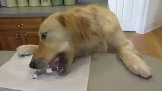 Yummy Blueberry dog treats with Sammy.