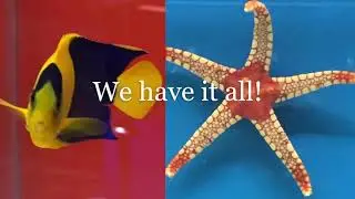 Jungle Aquatics Virginia Beach VA  757-474-9000
