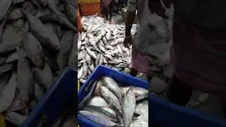 Ilish mach | Diamond Harbour #ilish #ilishmaach #diamondharbour