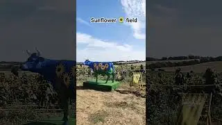 sunflower field 😍 #leedscity #leedsuk #purnimamanral #traveldairy #ytshorts