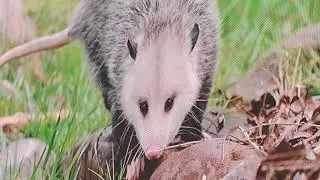 Porcupine Dakota, Opossum Penelope,  Elvis a Cheetah companion dog, and Justine Beaver!! 12/22/25