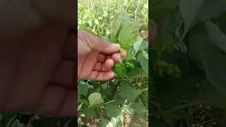 Pimentão tiberios concluindo a primeira florada 