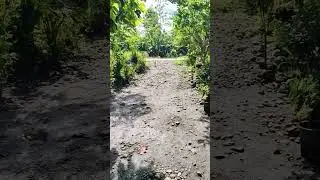 don't run doggieeee #viralvideo #trending #dog
