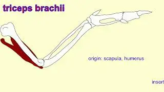 WING MUSCLES