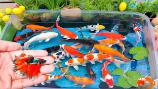 Serok ikan hias warna-warni, ikan koi,ikan mas koki lucu,ikan komet ,ikan gurami,ikan lele,ayam lucu