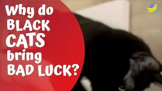 Why do black cats bring bad luck🐈| Curious Questions