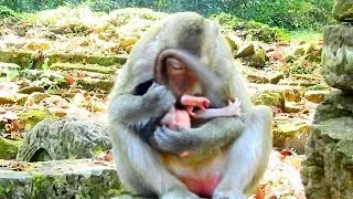 Why Blacky Never Let's Her Cute Baby Monkey Walking, Barbi Really Want To Run!