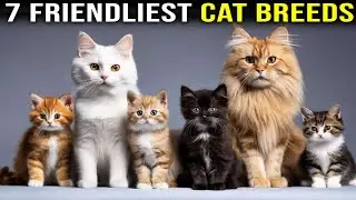 7 Friendliest Cat Breeds in the World