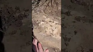 be careful of these when flipping rocks in arid terrain #venomous #herping #spider
