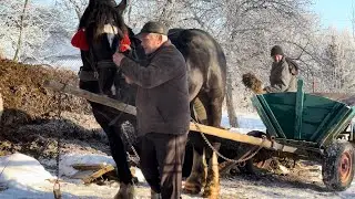 ЖЕРЕБЕЦЬ ФРАНЦУЗ СИН ПЕРШЕРОНА ГЕРМЕСА/ проба в фірі і не тільки. 