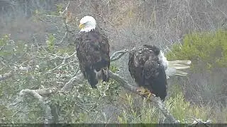 08-08-18 Fraser Point eagles; eagle removes its own tail feather.
