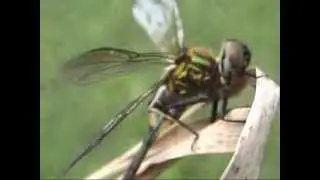 Somatochlora arctica   Lesklice seversk&aacute;.mpg