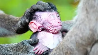 Wild Wisdom: Observing Elder Monkeys Guiding Their Energetic Young