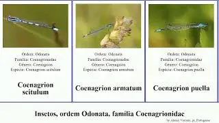 Insetos, ordem Odonata, fam&iacute;lia Coenagrionidae argia enallagma ischnura pseudagrion emma insect