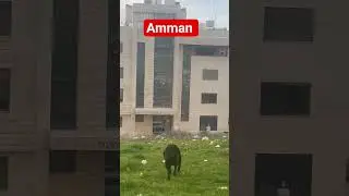amman jordan #everyone