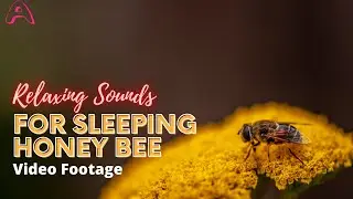 RELAXING SOUNDS FOR SLEEPING - HONEY BEE VIDEO FOOTAGE