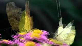 Insect Macro with SAMSUNG HMX-M20 TELE MACRO