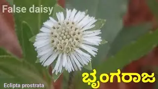 ಭೃಂಗರಾಜ,ಗರುಗದ ಗಿಡ False daisy plant,Eclipta prostrata