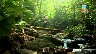 Bird Watching in Sabah, Malaysia