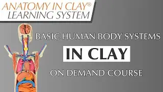 Basic Human Body Systems In Clay | An Anatomy In Clay&reg; On Demand Course