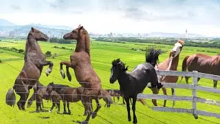 Battle of the Wild Stallions | Horse Fight in Jungle