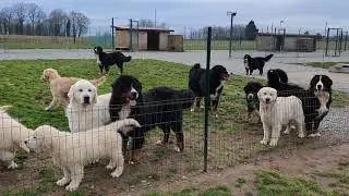 bouvier bernois et golden retriever