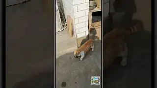 The Hunting Skills of Cats 🐱🔥#shorts #hunting #animalshorts #amazing