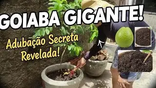 A dubando a #goiaba #manga #tangerina em vaso @receitasfaceismeusertao pense num canal bom 