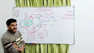 منشأ جهاز التكاثر لدى الإنسان || د.صهيب المقداد
