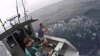 marlin on the trace!
