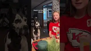 Funny and cute dogs bring joy to people #dog #funny #pets #puppy #dogs #puppies #dogshorts #cutedog