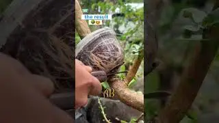 Multiply plant 🌳😍#bonsaitree #Investment #airlayering #diy #tree #treesrock #planttree #shorts