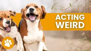 14 Reasons Why Dogs Acting Weird
