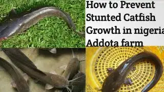 4 Causes of Poor Growth in Catfish/How you can prevent its Addota farm