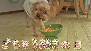 【ヨークシャテリア】ご馳走続きのクリスマス【Yorkshire Terrier】
