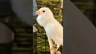 kanari bird voice