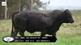 Z042 - Trabalhou nos Lotes das Vacas e Novilhas Pretas Prenhas