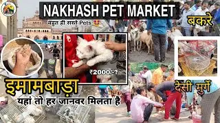 Lucknow Nakhas Pet Market : Imambada Pet Market
